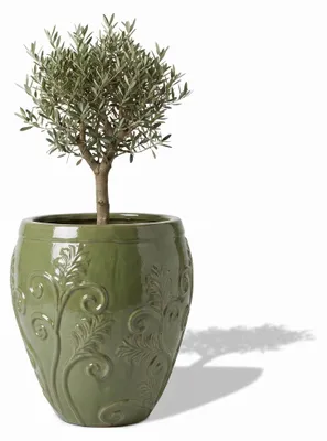 Zdjęcie produktu dla Drzewko oliwne w doniczce ceramicznej Provencelia Tropikalna zieleń, Ø75 cm x H78 cm