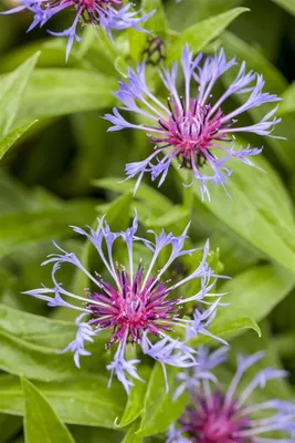 Produktbild von Centaurea montana, Berg-Flockenblume, blau, ca. 9x9 cm Topf