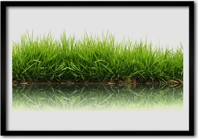 Produktbild von Bild 70x50 MDF-Rahmen Wandkunst Gras Natur Pflanze