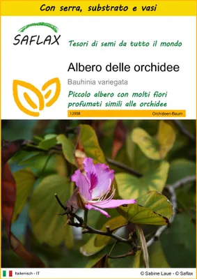 Immagine prodotto di SAFLAX Insieme di coltivazione - Albero delle orchidee - 8 semi - Bauhinia