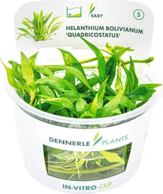 Produktbild von Zwergsumpfblüte - Helanthium bolivianum Quadricostatus In-Vitro