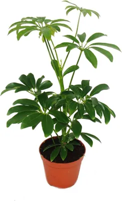 Produktbild von Strahlenaralie - Schefflera - 9cm Topf - Zimmerpflanze - ca. 25cm hoch
