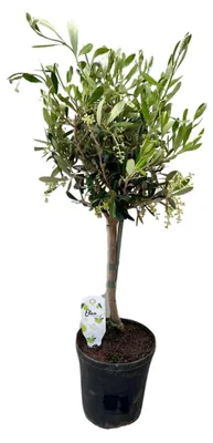 Produktbild von Olivenbaum Olea - Zimmerpflanze mit silbergrünen Blättern - sonniger Standort drinnen und draußen - mäßiger Wasserbedarf - Topf Ø15cm - Höhe 60cm