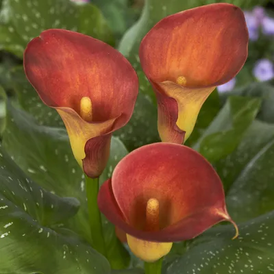 Image de Zantedeschia Calla Kalla Kalia Captain Trinity 1 pièce Bulbes à fleurs tubercules