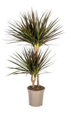 Produktbild von Dracaena Marginata Magenta 19cm Topf - Höhe 70-90cm
