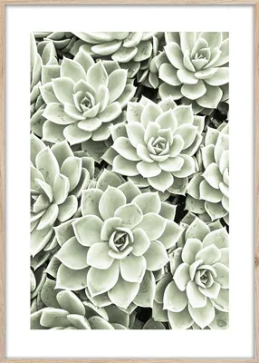 Zdjęcie produktu dla STYLER Obraz ARTBOX 50x70 cm w ramie MDF botaniczny motyw sukulentów dekoracja ścienna do salonu sypialni biura nowoczesny SUCCULENTS