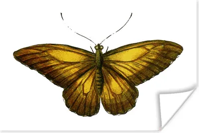 Produktbild von MuchoWow® Poster Retro - Schmetterling - Gelb 180x120 cm - Fotoplakat