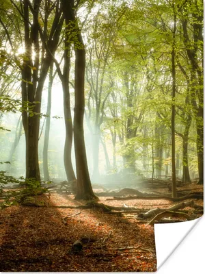 Produktbild von MuchoWow® Poster Wald - Sonne - Jahreszeiten - Landschaft 120x160 cm - Wandbilder