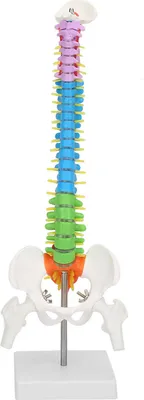 Immagine prodotto di Nuovo modello anatomico di scheletro umano colorato, a grandezza naturale, flessibile, con femore pelvico, 45 cm