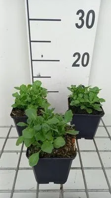 Immagine prodotto di 6 x Aubrieta hybrida 'Whitewell Gem' - Blaukissen - Topf 9 x 9 cm