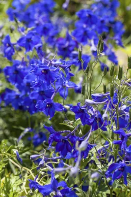 Produktbild von Delphinium x bellad. 'Völkerfrieden', Rittersporn, blau, ca. 11x11 cm Topf
