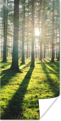 Produktbild von MuchoWow® Poster Bäume - Natur - Wald 20x40 cm - Plakat - Foto