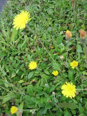 Produktbild von Hieracium pilosella - Kleines Habichtskraut - 5-Stück
