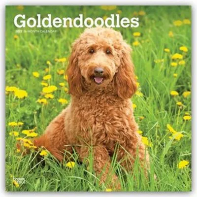 Obrázok produktu pre Goldendoodle – Kalendár Goldendoodle na rok 2027 (kalendár na 16 mesiacov)