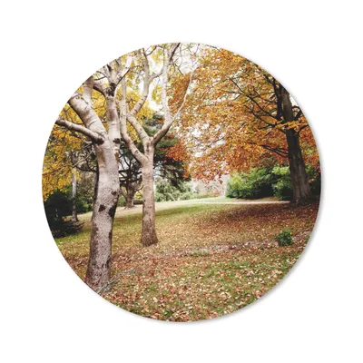 Produktbild von MuchoWow® Mauspad Mousepad Herbst - Bäume - Laub - Natur 30x30 cm - Mousepads - Maus Mat - Pad - Mausunterlage - Tischunterlage - Schreibtischmatten