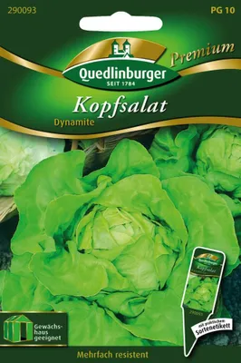Artikelbild 1 von 'Kopfsalat Dynamite' aus der Kategorie Kopfsalatsamen