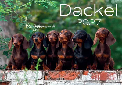 Produktbild von Dackel 2027 Wandkalender