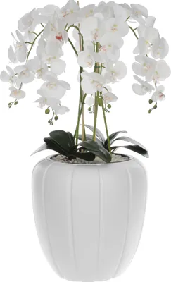Produktbild von Weiß Künstliche Orchidee Kaskaden Blumenstrauß im Weiß Topf, ca. 90 cm Hoch, gummierte Blumen, 5 Triebe Heimbüro Dekoration