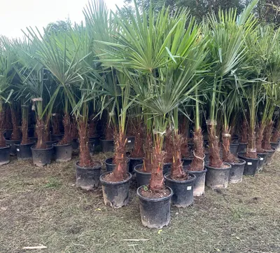 Produktbild von XXL Palme winterhart Lieferhöhe ca.: 140 - 160 cm Trachycarpus fortunei, Hanfpalme