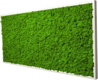 Produktbild von Moosbild mit echtem Islandmoos (weiß 110x55 cm)