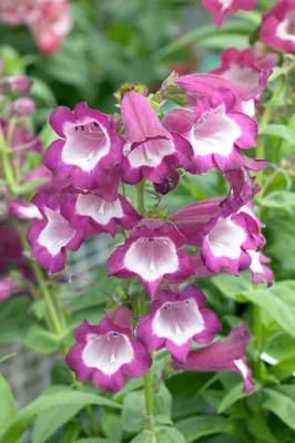 Zdjęcie produktu dla Penstemon hartwegii 'Phoenix Violet', fioletowy, pojemnik 2 litry