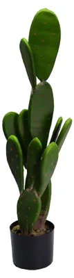 Immagine prodotto di Pianta cactus con vaso tondo cm Ø14xh84