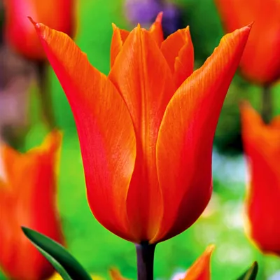 Zdjęcie produktu dla Tulipan Liliokształtny Ballerina 5 szt Tulipany Cebulki Tulipanów Cebule