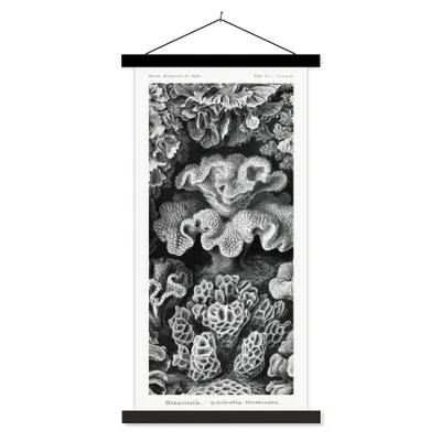 Produktbild von MuchoWow® Textilposter Kunst - Koralle - Ernst Haeckel - Alte Meister - Natur 60x120 cm mit schwarzem Rahmen - Magnete