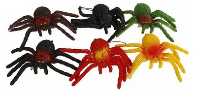 Image de Araignée