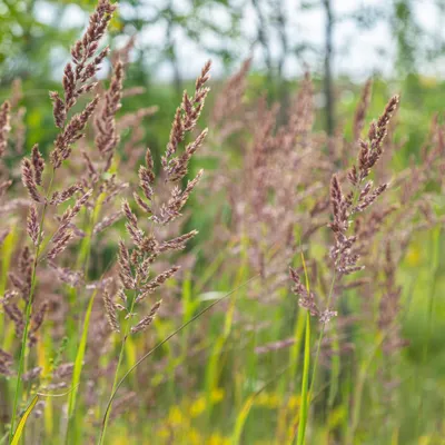 Image de Calamagrostis brachytricha, 12 plants, calamaigras, 10-25 cm, Ø 9 cm, rustique