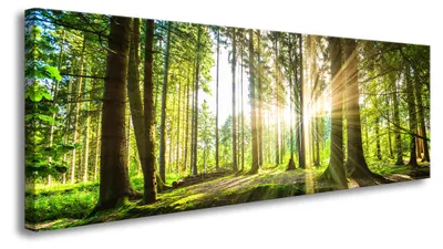 Produktbild von 5730 Wald im Gegenlicht Leinwandbild 120x40 cm