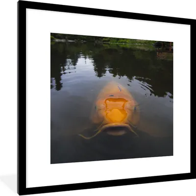 Produktbild von MuchoWow® Gerahmtes Poster Ein riesiger Koi-Karpfen im Wasser 40x40 cm - Poster mit Schwarzem Bilderrahmen Wandposter Rahmen Foto Bilder - Poster - Plakat im Rahmen