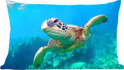 Produktbild von MuchoWow® Zierkissen Sofakissen Wohnzimmer Dekokissen 60x40 cm Meeresschildkrötenschwimmen auf Hawaii - Kopfkissen - Polster mit Foto