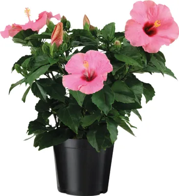 Zdjęcie produktu dla Róża chińska - Hibiscus rosa-sinensis - Różowa - Wysokość 40-50cm - ⌀17cm
