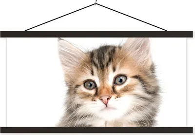 Produktbild von MuchoWow® Textilposter Kätzchen - Weiß - Nase - Mädchen - Kinder - Jungen - Kinder 90x45 cm mit schwarzem Rahmen - Klemmleisten