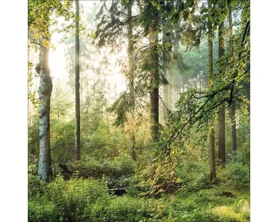 Produktbild von Glasbild Forest GLA1835 20x20 cm