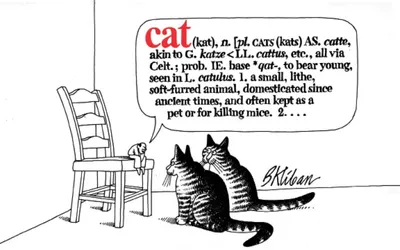 Produktbild von Cat