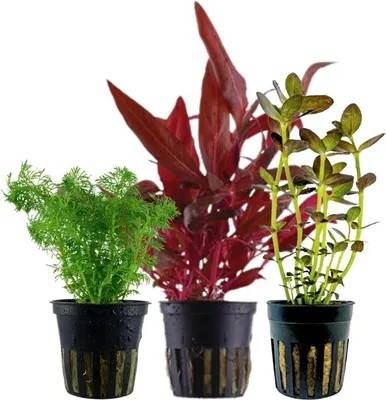 Produktbild von Pflanzen Set mit 3 Mittelgrund Topf Aquarium Wasserpflanzen AquaOne Nr.228