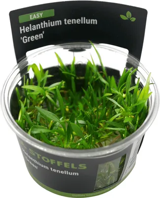 Produktbild von Stoffels Helanthium tenellum 'Green' in-vitro
