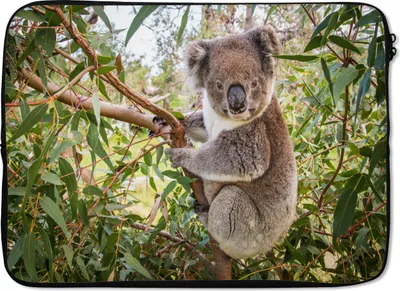 Produktbild von MuchoWow® Laptop Hülle 13 Zoll Koala - Baum - Blätter - Kinder - Jungen - Mädchen Laptoptasche - Laptophülle - Sleeve - Rundumschutz