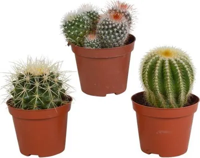 Produktbild von Kaktus Bolcactus Mix - 3 Pflanzen - Ø8,5cm Zimmerpflanzen - Verschiedene