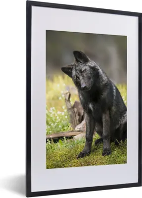 Produktbild von MuchoWow® MuchoWow® Gerahmtes Poster Wolf - Schwarz - Gras 40x60 cm - Poster mit zchwarzem Bilderrahmen - Poster in Rahmen