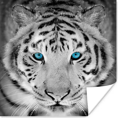 Produktbild von MuchoWow® Poster Tiger - Weiß - Augen 75x75 cm - Wand Dekoration