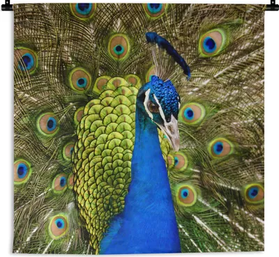 Produktbild von MuchoWow® Wandteppich Wandbehang Pfau - Federn - Schnabel 60x60 cm Tapisserie Dekoration Wandtuch - Dekorationen - Wand Decke