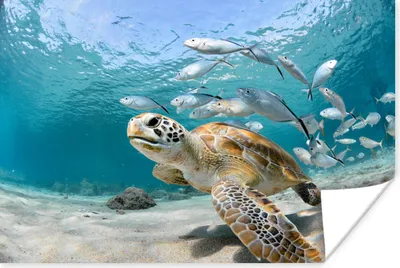 Produktbild von MuchoWow® Poster Schildkröte - Fisch - Meer 60x40 cm - Schlafzimmerdekoration