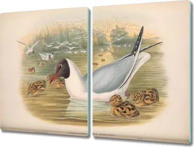Produktbild von Coloray Hackbrett Kochplattenabdeckung Herdabdeckplatte 2x40x52 cm Schneidebrett Küchenbrett - Vögel Tiere