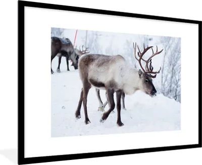 Produktbild von MuchoWow® Gerahmtes Poster Ein Weihnachtsfoto von Rentieren entlang der Straßen von Kilpisjarvi, Finnland 90x60 cm - Poster mit Schwarzem Bilderrahmen Wandposter Rahmen Foto Bilder - Wanddekoration - Fotos