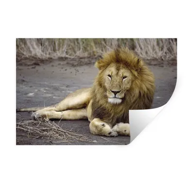 Produktbild von MuchoWow® Wandtattoo Wandsticker Wandaufkleber Löwe - Afrika - Tier 90x60 cm Selbstklebend und Repositionierbar - Aufkleber