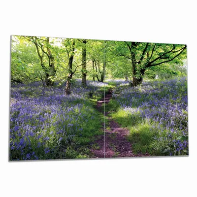 Produktbild von Wallario Herdabdeckplatte aus Glas, Größe 80 x 52 cm 2-teilig, Motiv Blaues Hasenglöckchen im Wald