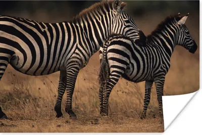 Produktbild von MuchoWow® Poster Zebras in der Savanne 120x80 cm - Bilder